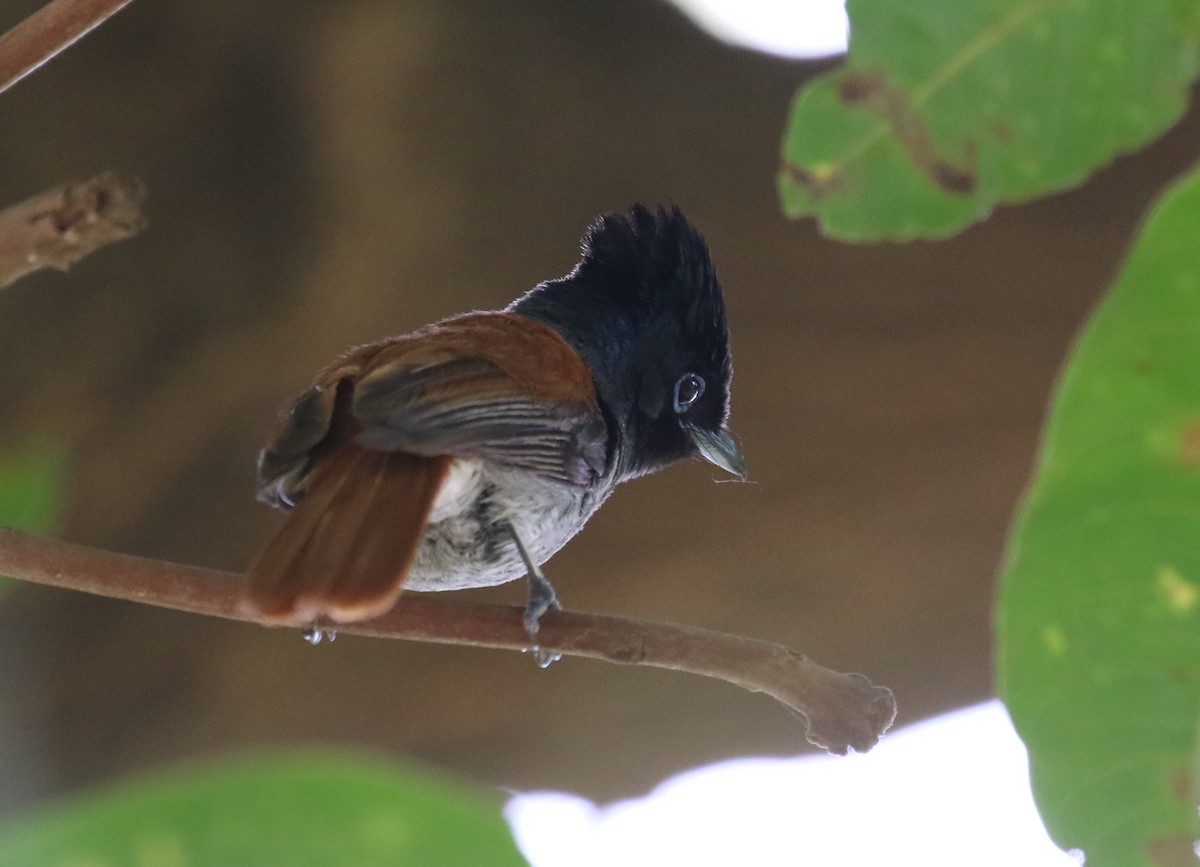 African Paradise-Flycatcher - ML188899171