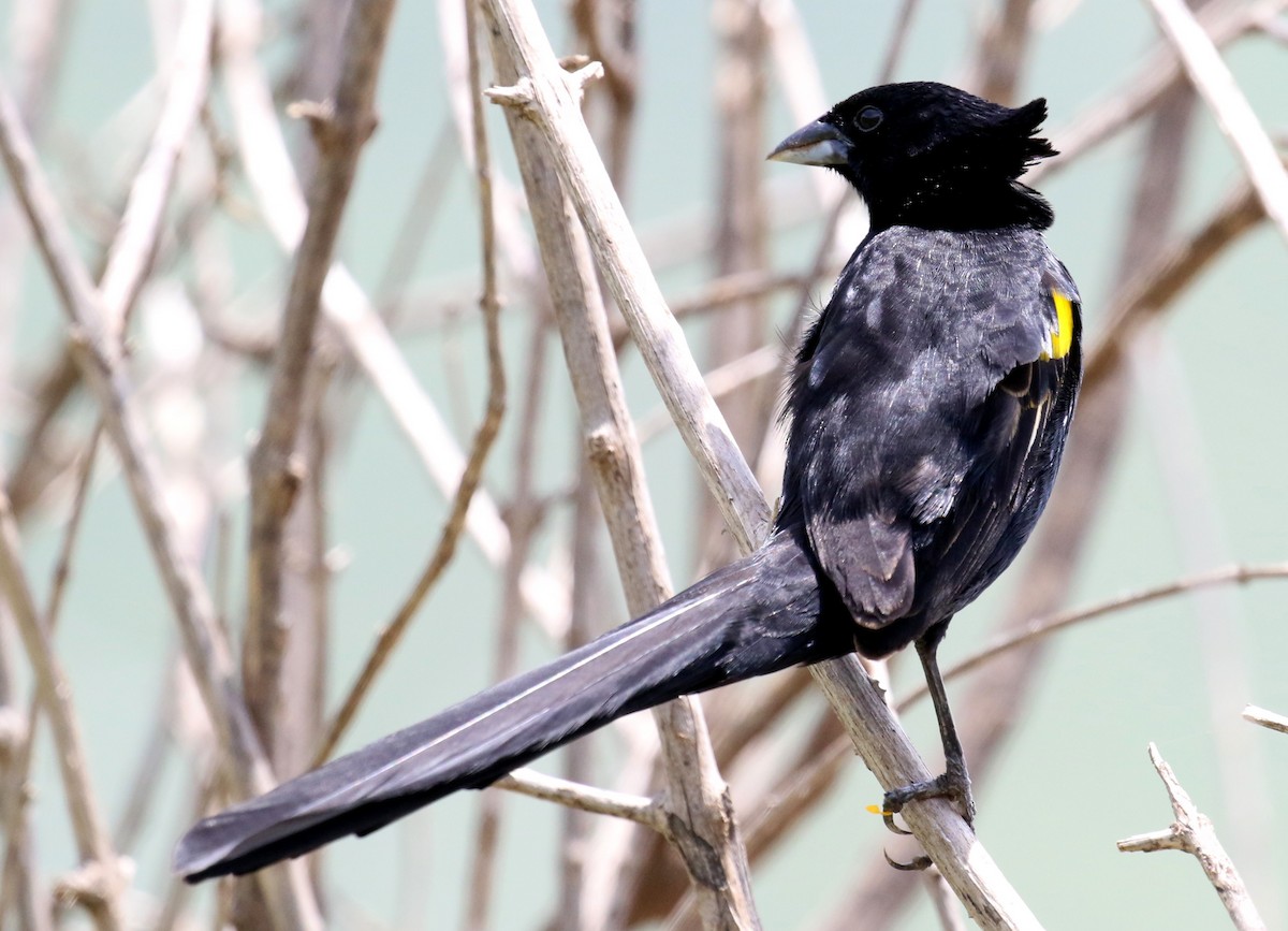 Yellow-mantled Widowbird - ML188899401