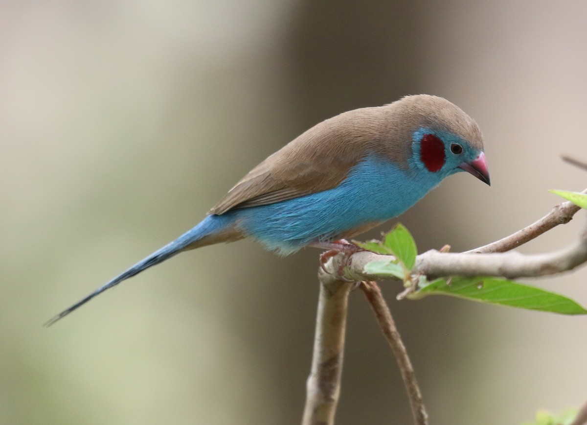 Red-cheeked Cordonbleu - ML188899471