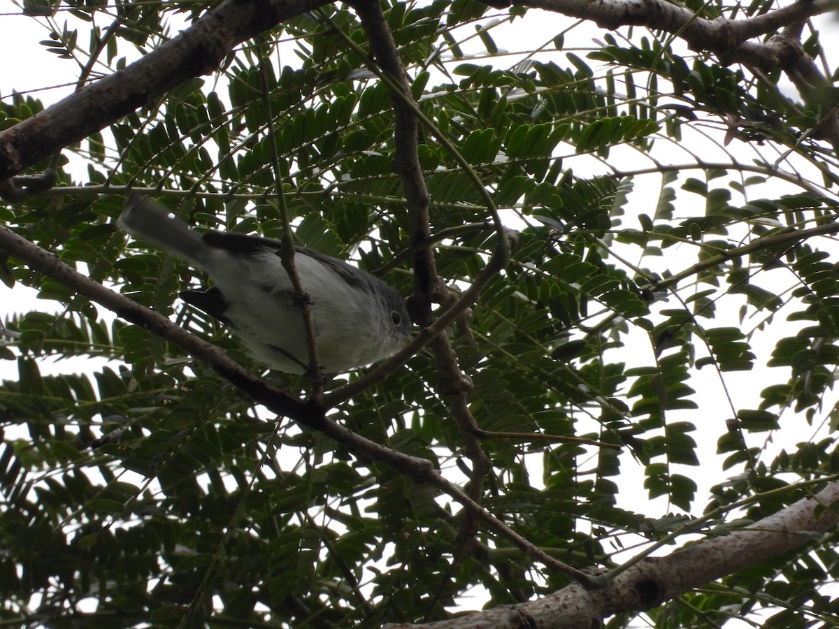 Blue-gray Gnatcatcher - ML188899871