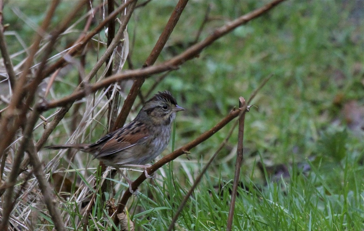 Swamp Sparrow - ML188905911
