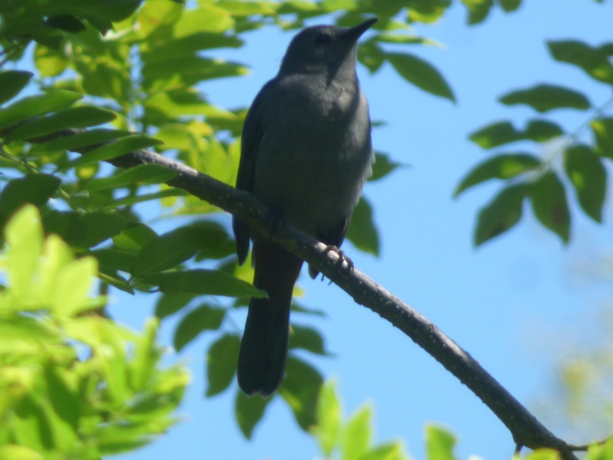 Gray Catbird - ML188906531