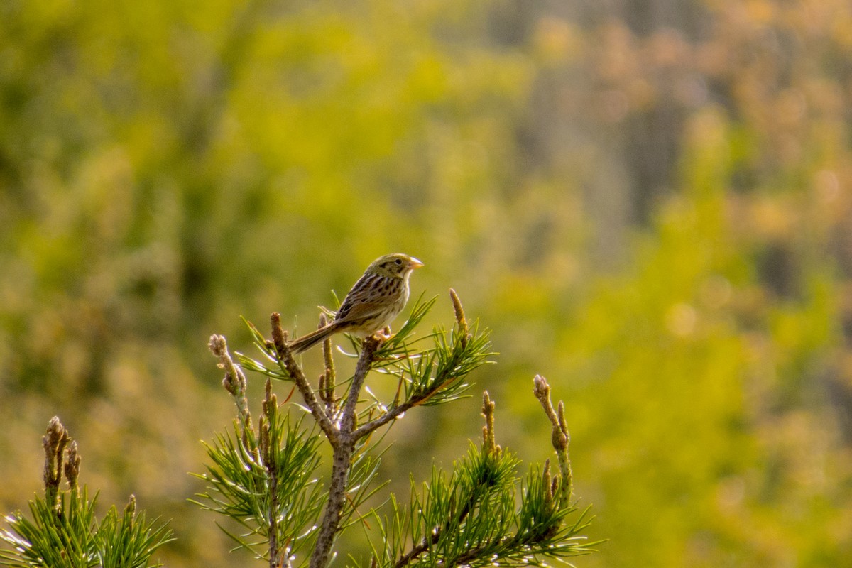 Henslow's Sparrow - ML188908691