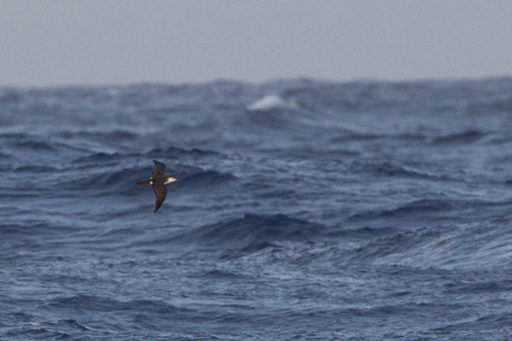 Rapa Shearwater - Robert Tizard