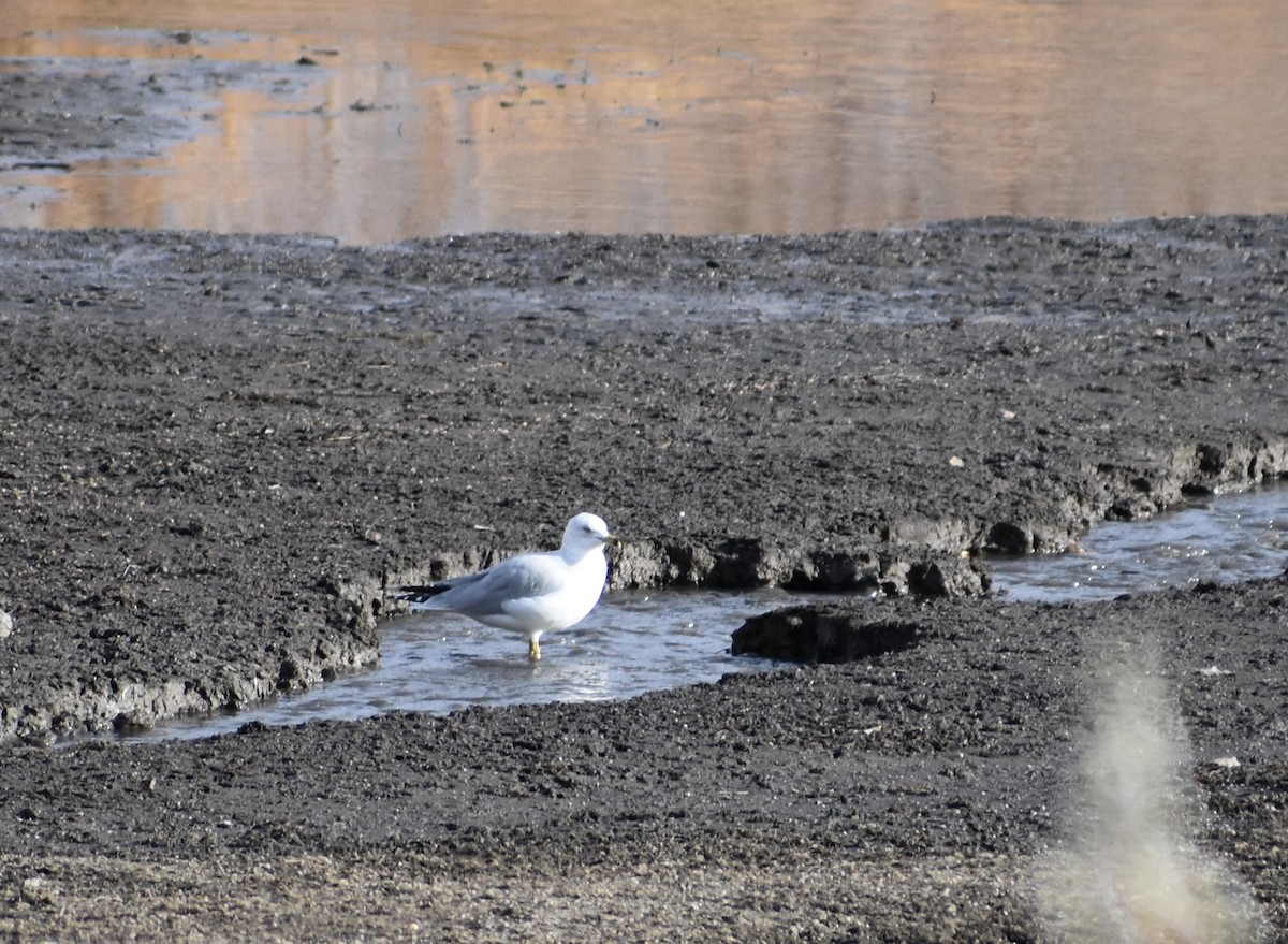 Ring-billed Gull - ML188911501