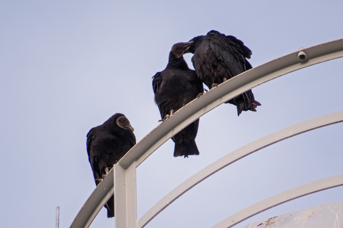 Black Vulture - ML188912141