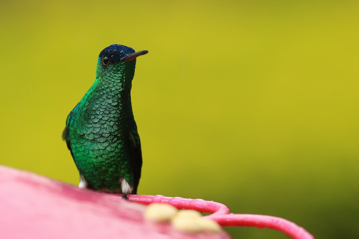 Indigo-capped Hummingbird - ML188912391