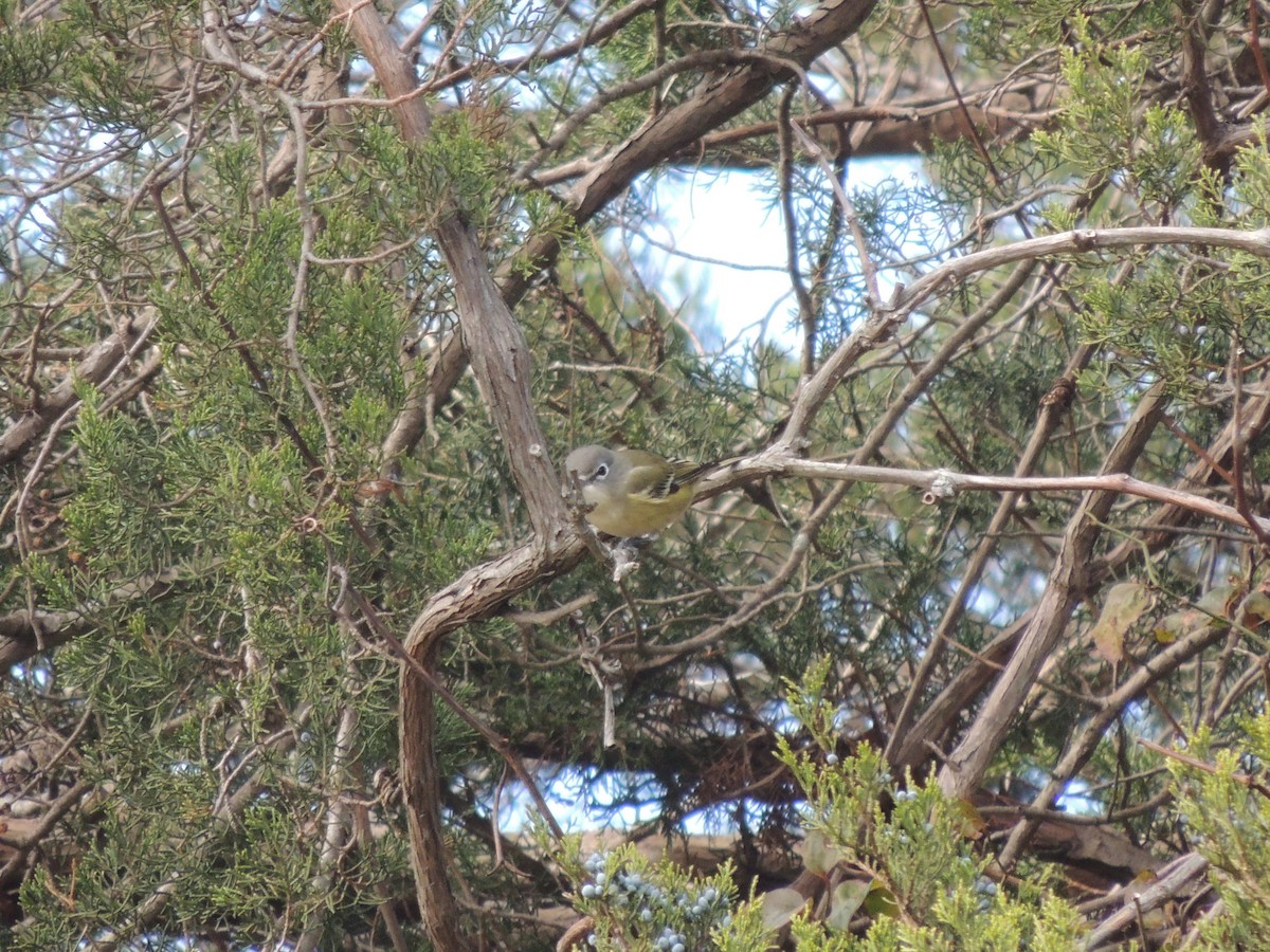 Blue-headed Vireo - Scott Housten