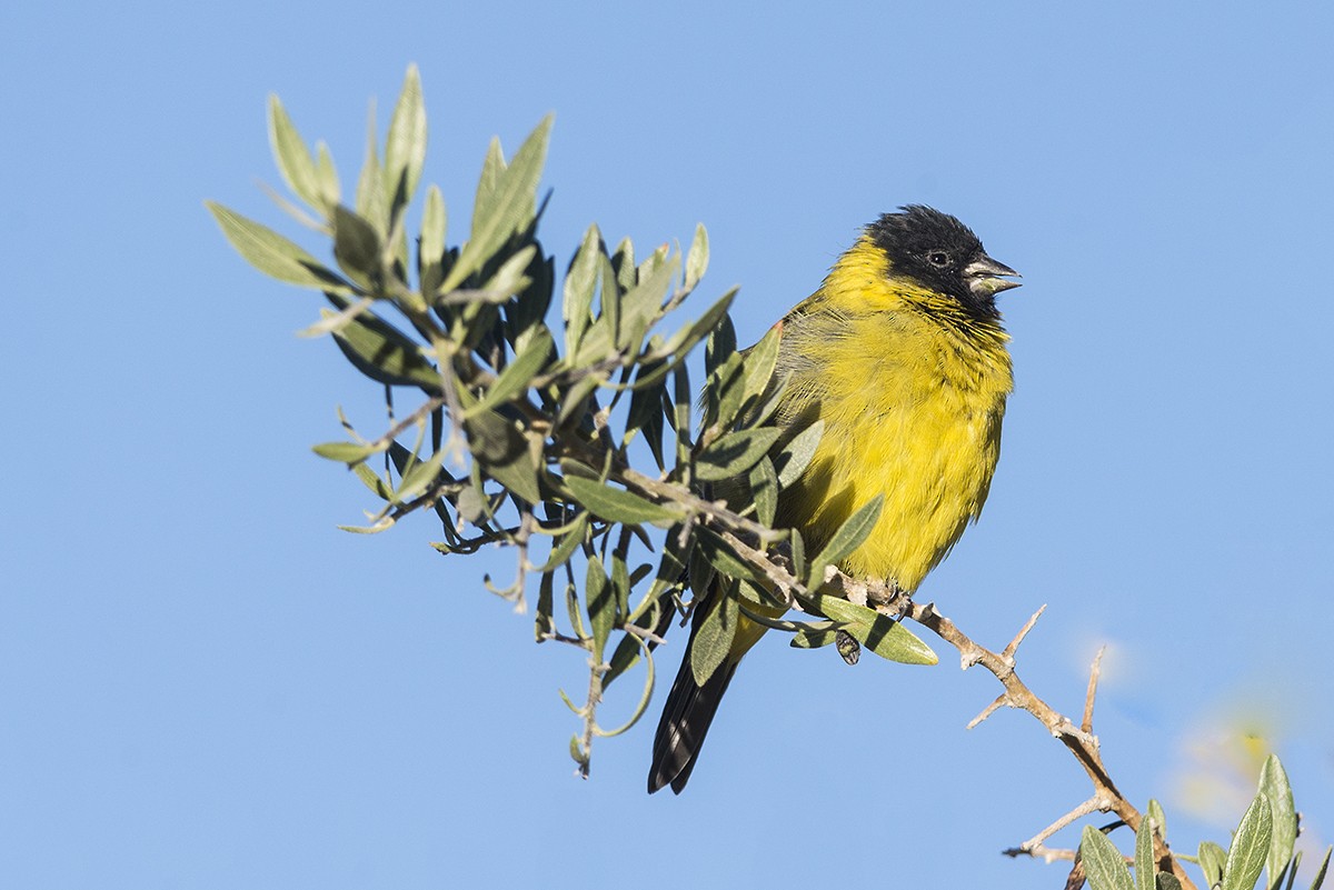 Hooded Siskin - ML188916231