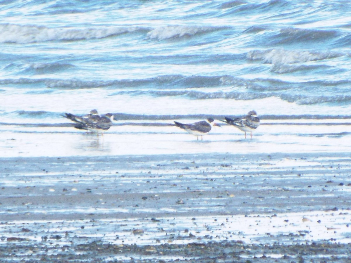 Black Skimmer - ML188916651