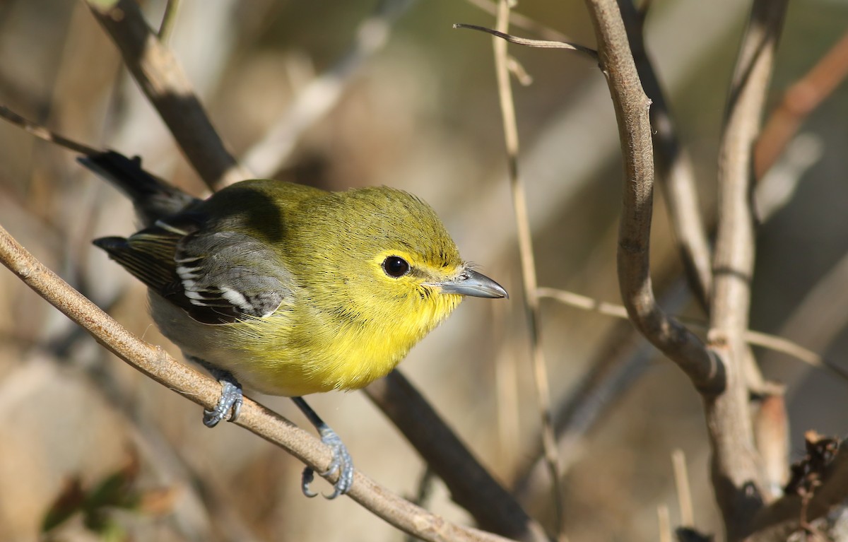 Vireo Gorjiamarillo - ML188916981