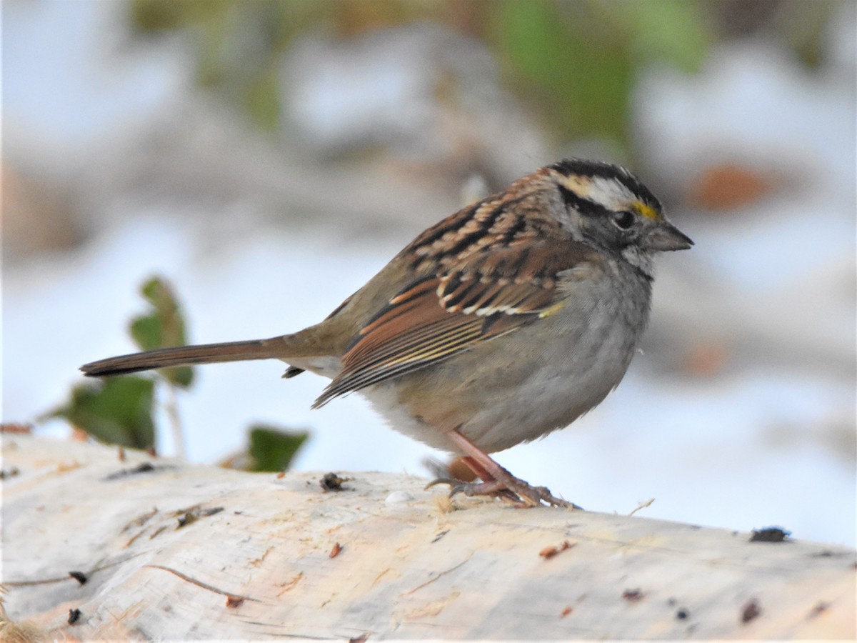 White-throated Sparrow - Weston Smith