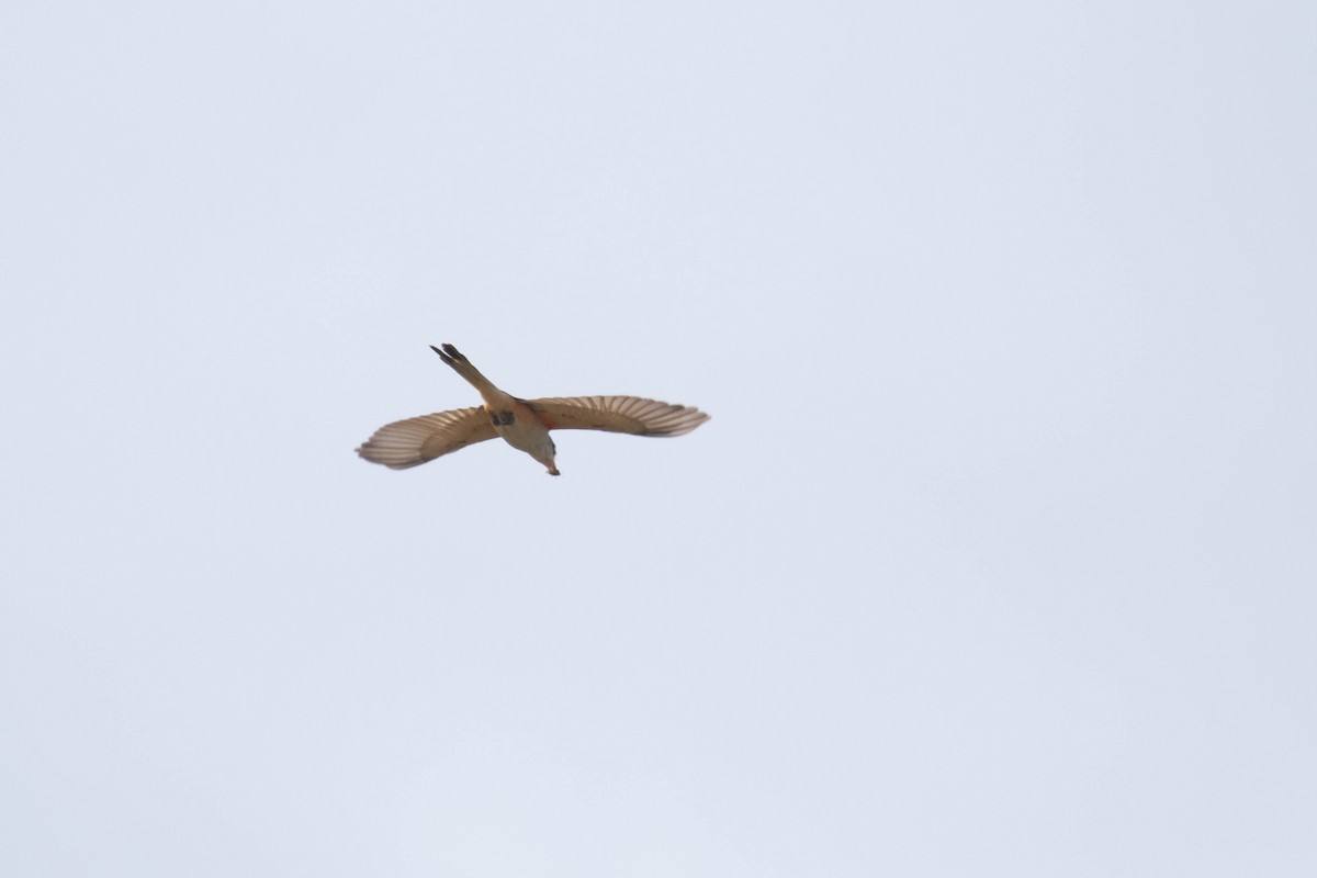 Scissor-tailed Flycatcher - ML188919681