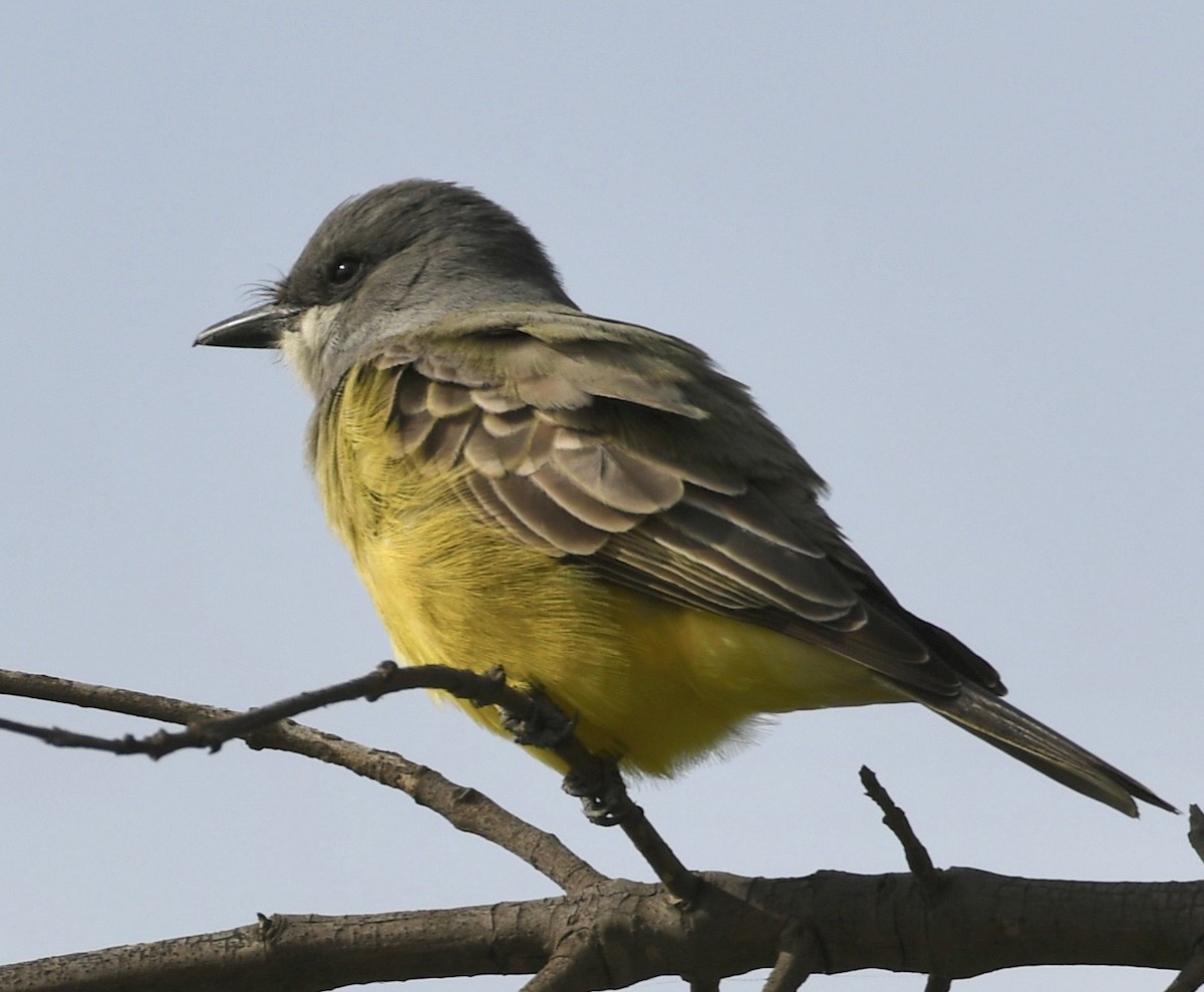 Cassin's Kingbird - william tyrer