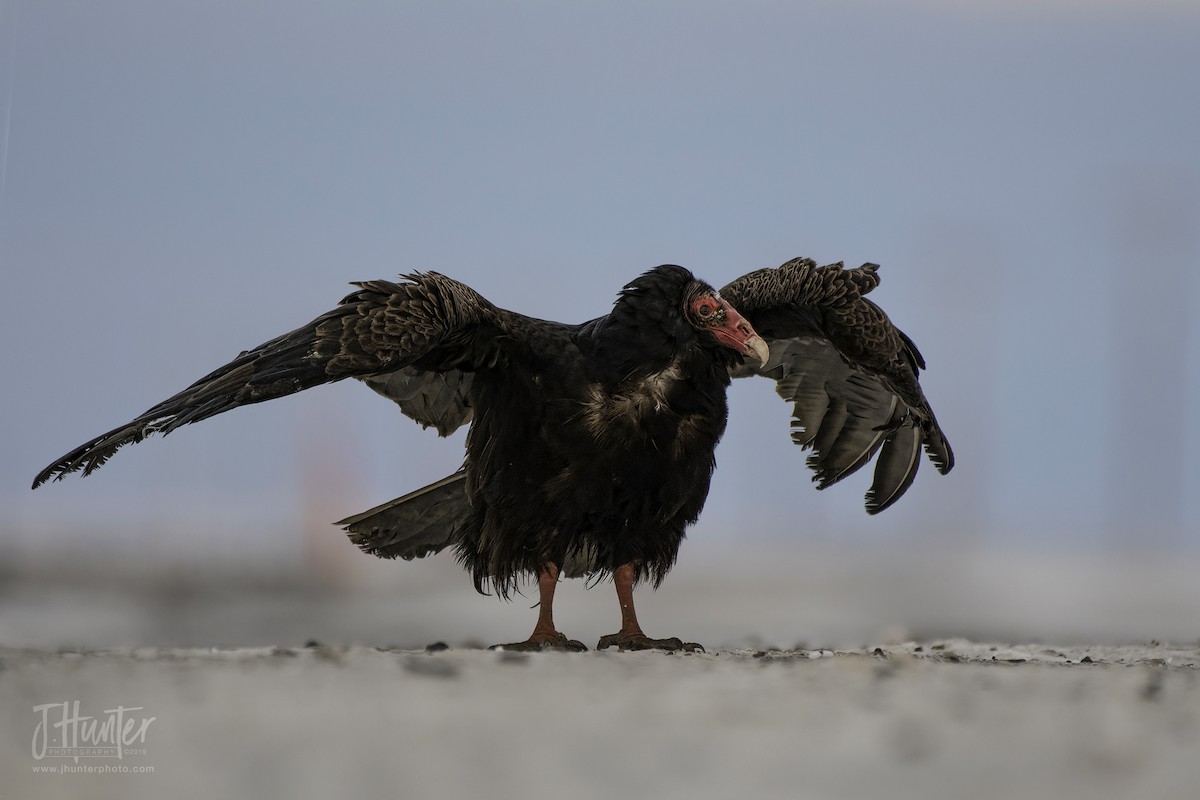 Turkey Vulture - ML188926151
