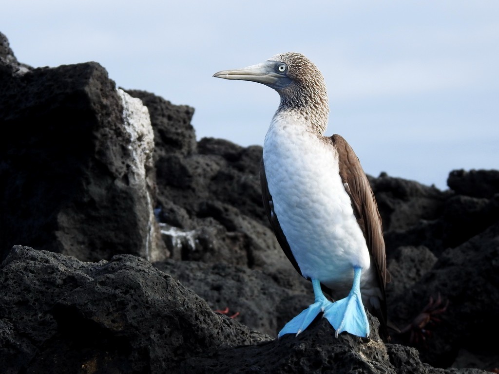Blue-footed Booby - Helen Baines