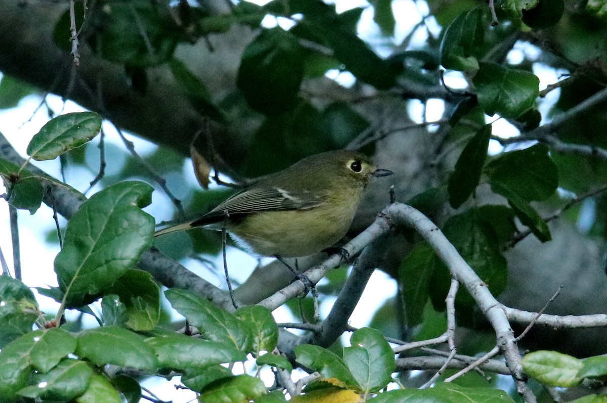 Hutton's Vireo - ML188927431