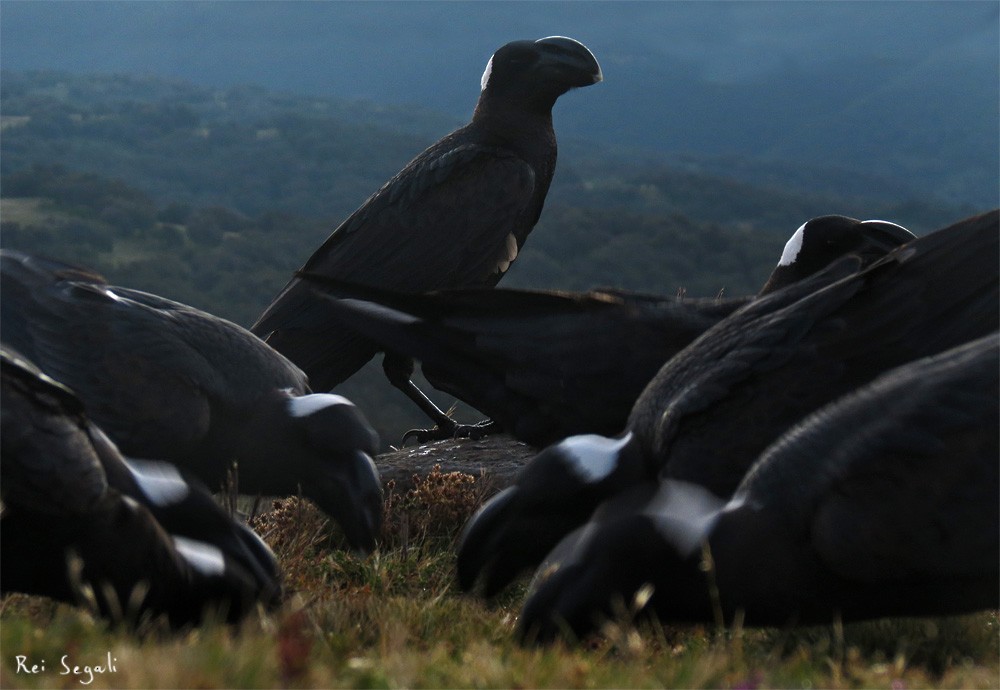 Thick-billed Raven - ML188928761