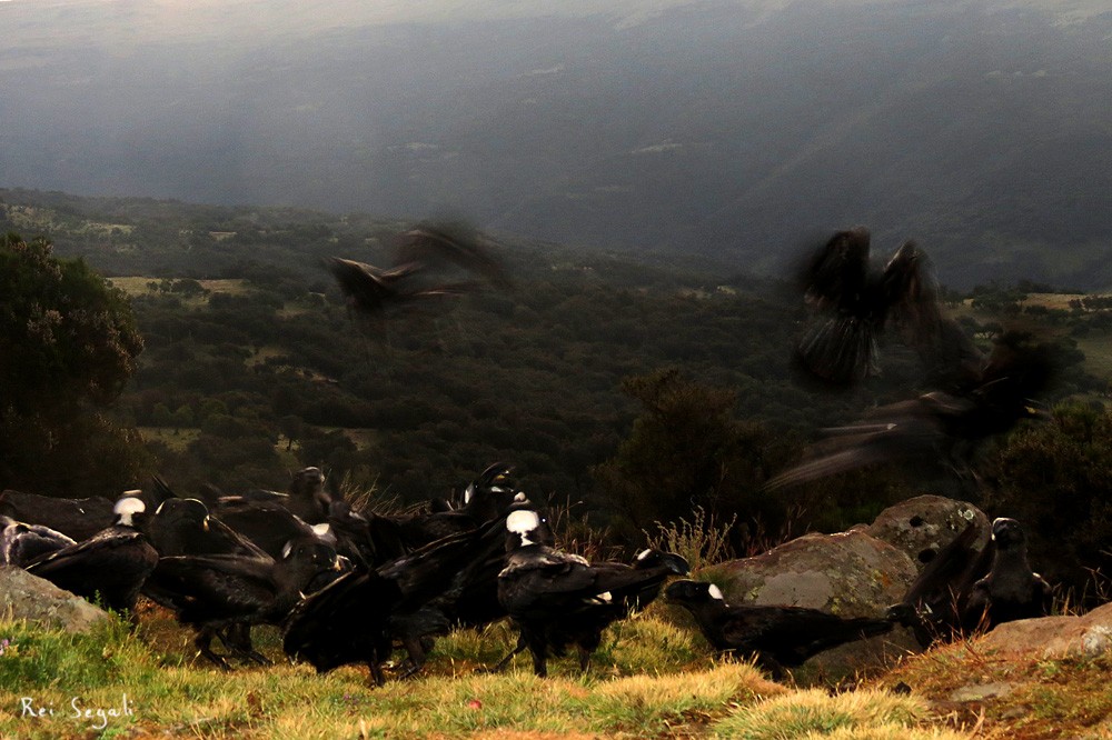 Thick-billed Raven - ML188928771