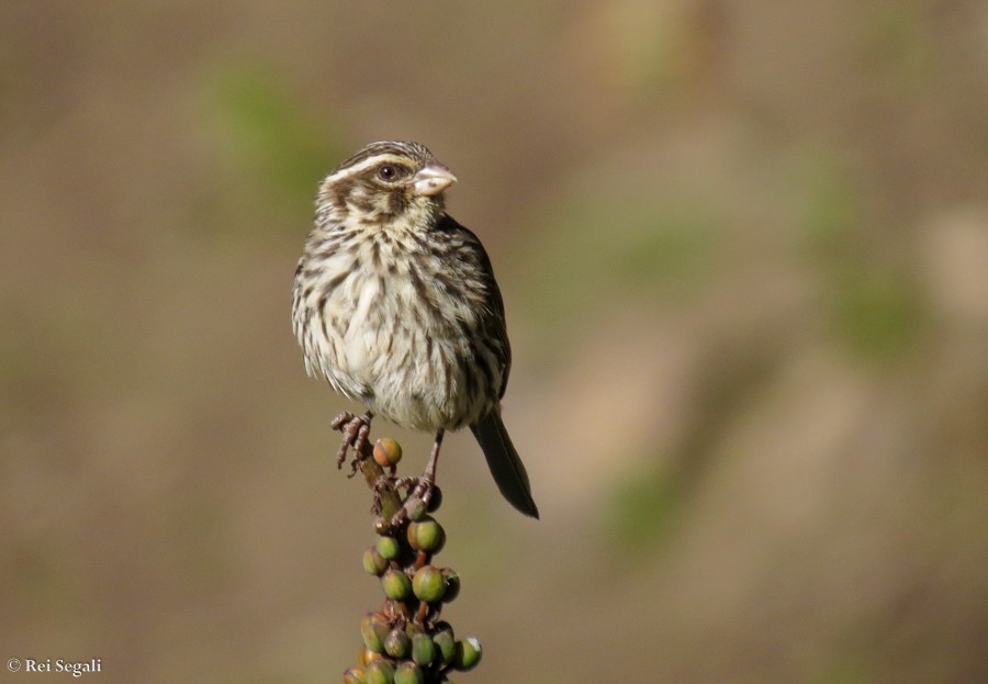 Streaky Seedeater - ML188930301