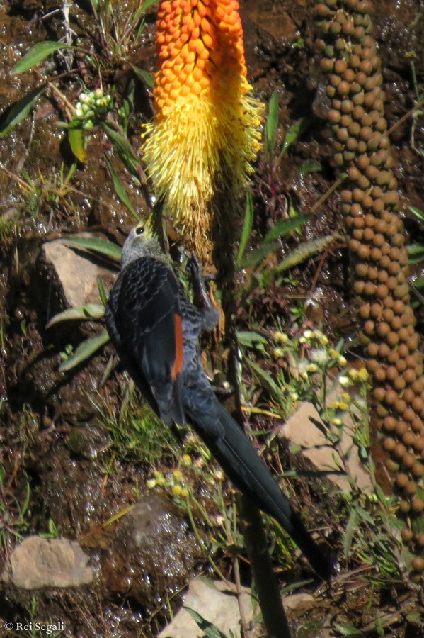 Slender-billed Starling - ML188930461