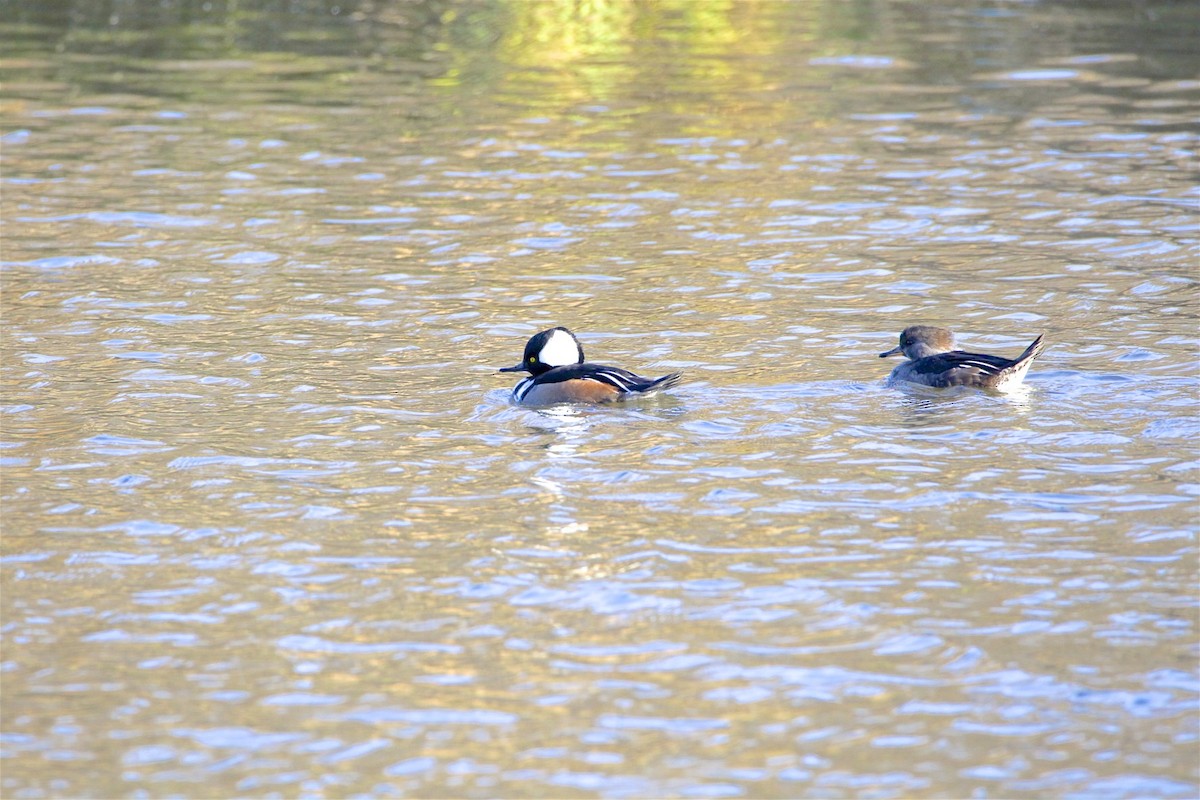 Hooded Merganser - Vickie Baily