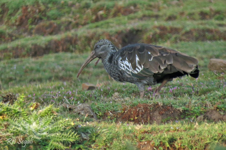 Wattled Ibis - ML188930541