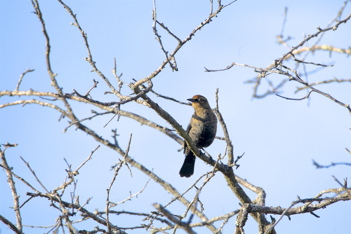 Rusty Blackbird - ML188930701