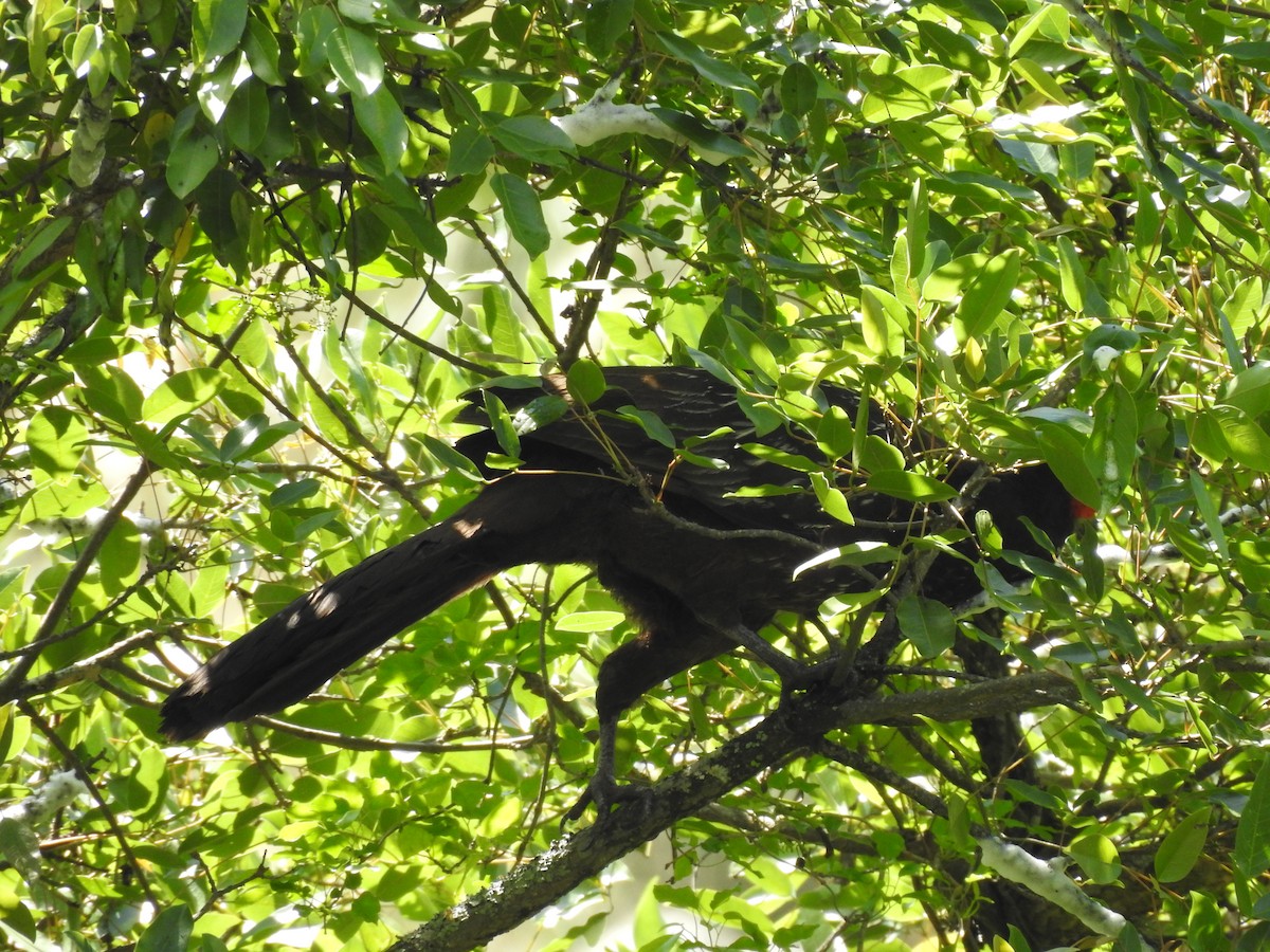 Pénélope des yungas - ML188931081