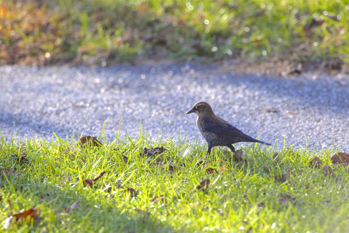 Rusty Blackbird - ML188931221