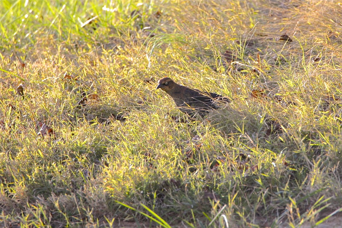 Rusty Blackbird - ML188931281