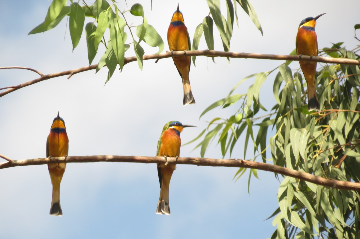 Ethiopian Bee-eater - ML188933001