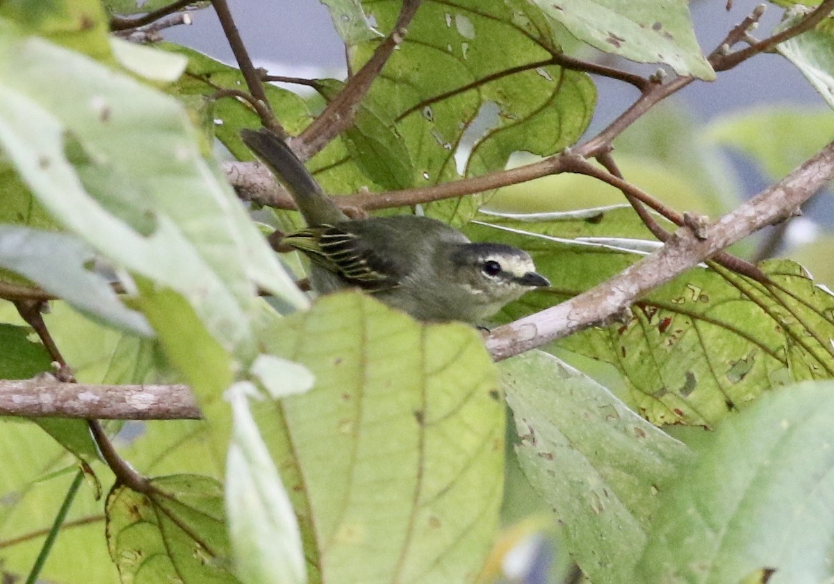 Tyranneau à face jaune - ML188933201