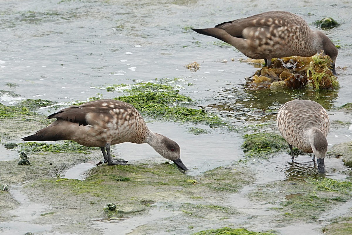 Crested Duck - ML188933471