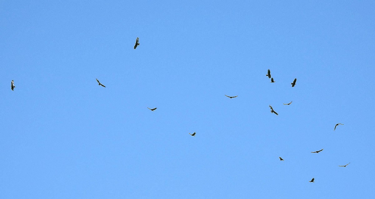 Turkey Vulture - Gary Hunter