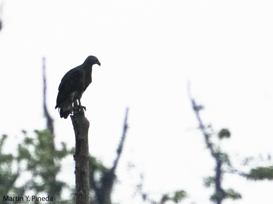 Gray-headed Fish-Eagle - ML188933661