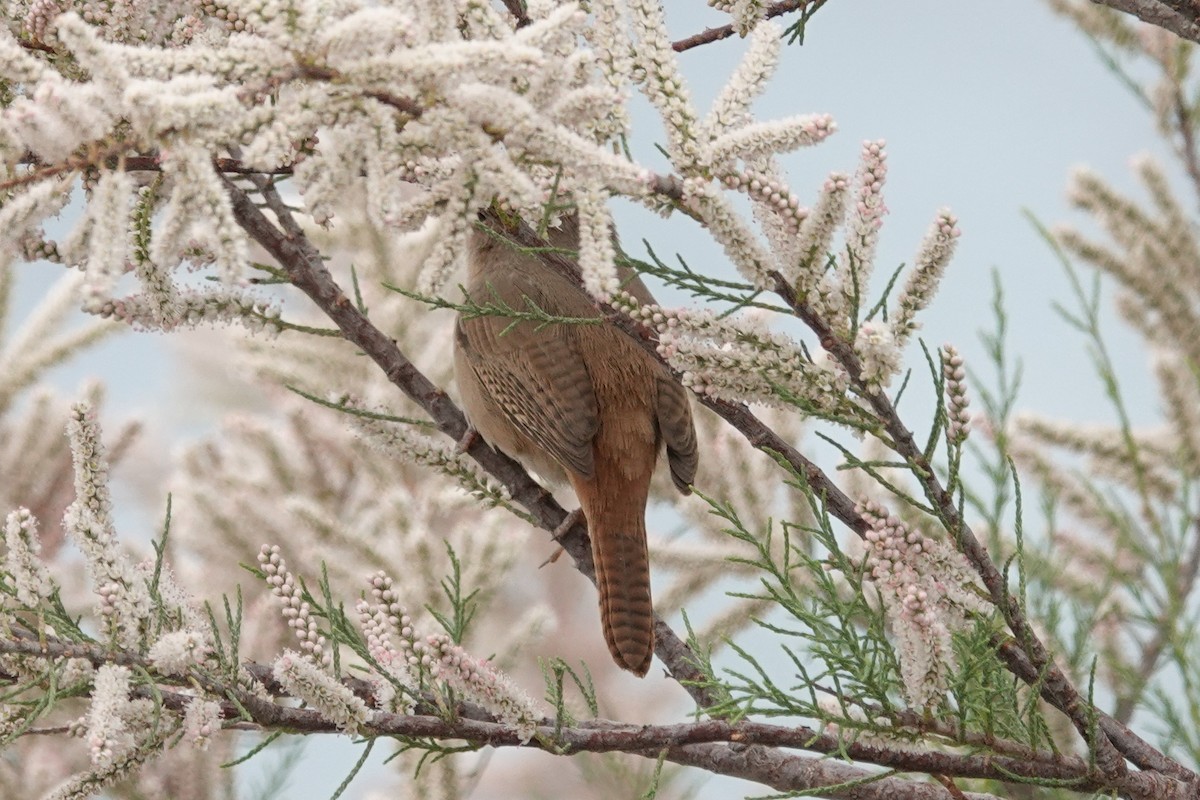 House Wren - ML188933691