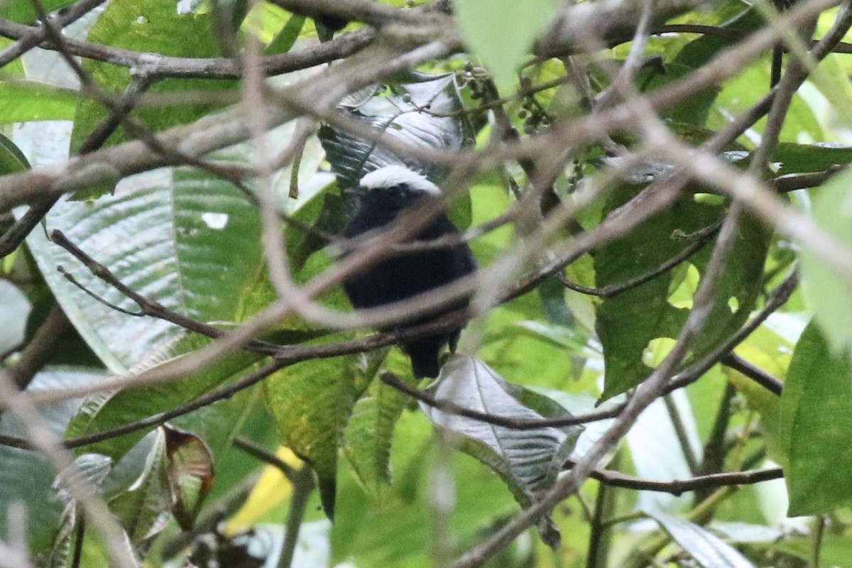 blågumpmanakin - ML188934031