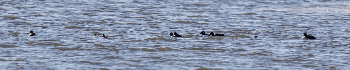 Bufflehead - ML188934261