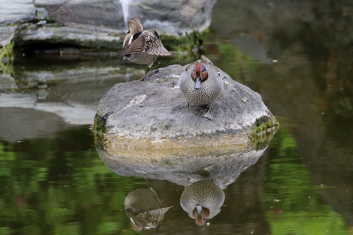 Green-winged Teal - Atsushi Shimazaki