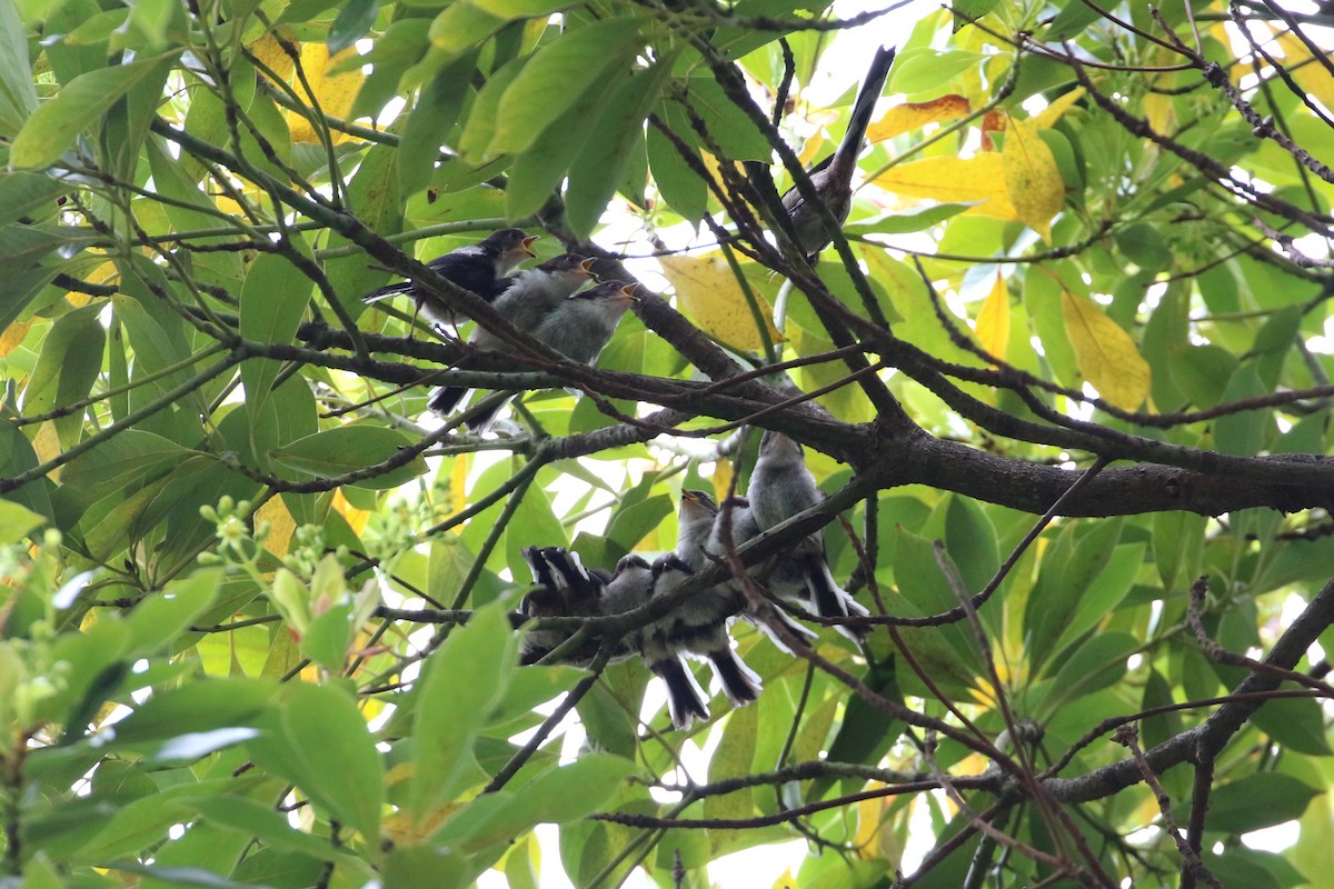 Long-tailed Tit - ML188935721