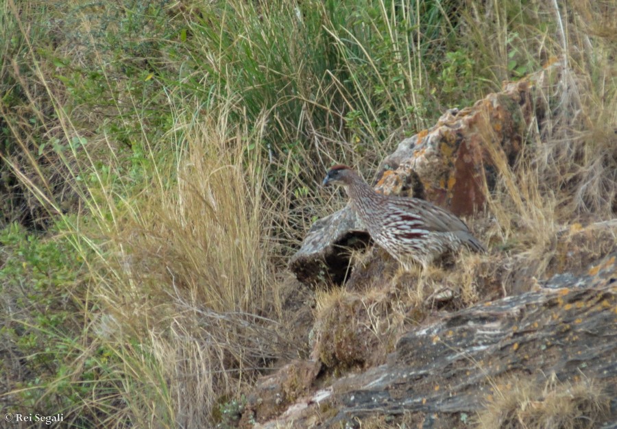 Erckel's Spurfowl - ML188936651