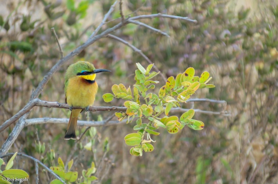 Little Bee-eater - ML188936721