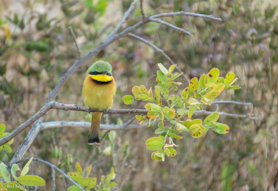 Little Bee-eater - ML188936731