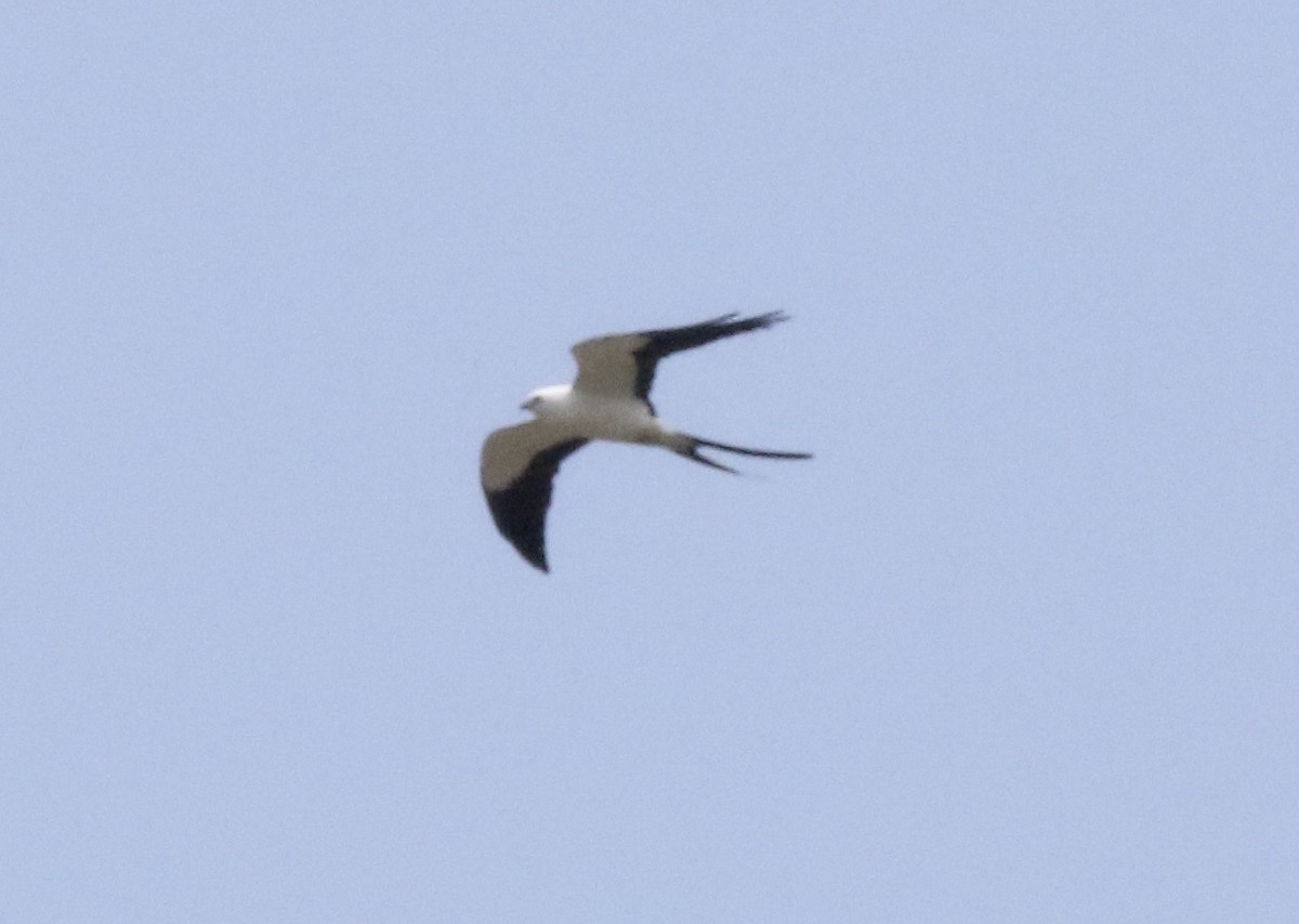 Swallow-tailed Kite - John Bruin