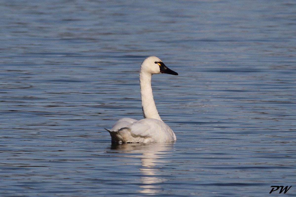 Tundra Swan - ML188937811