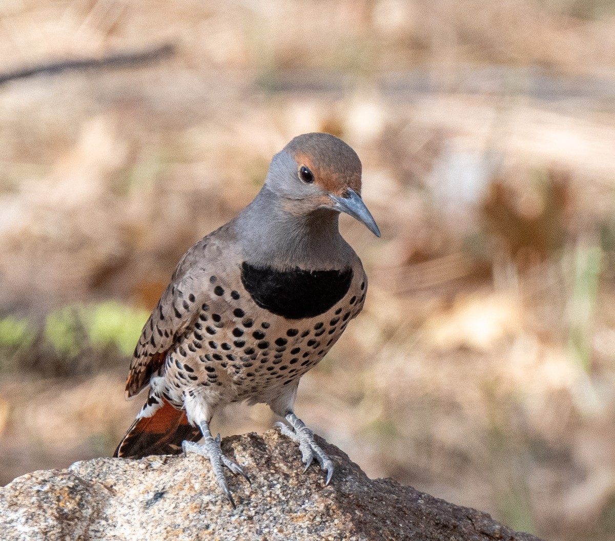 Northern Flicker - Mel Senac