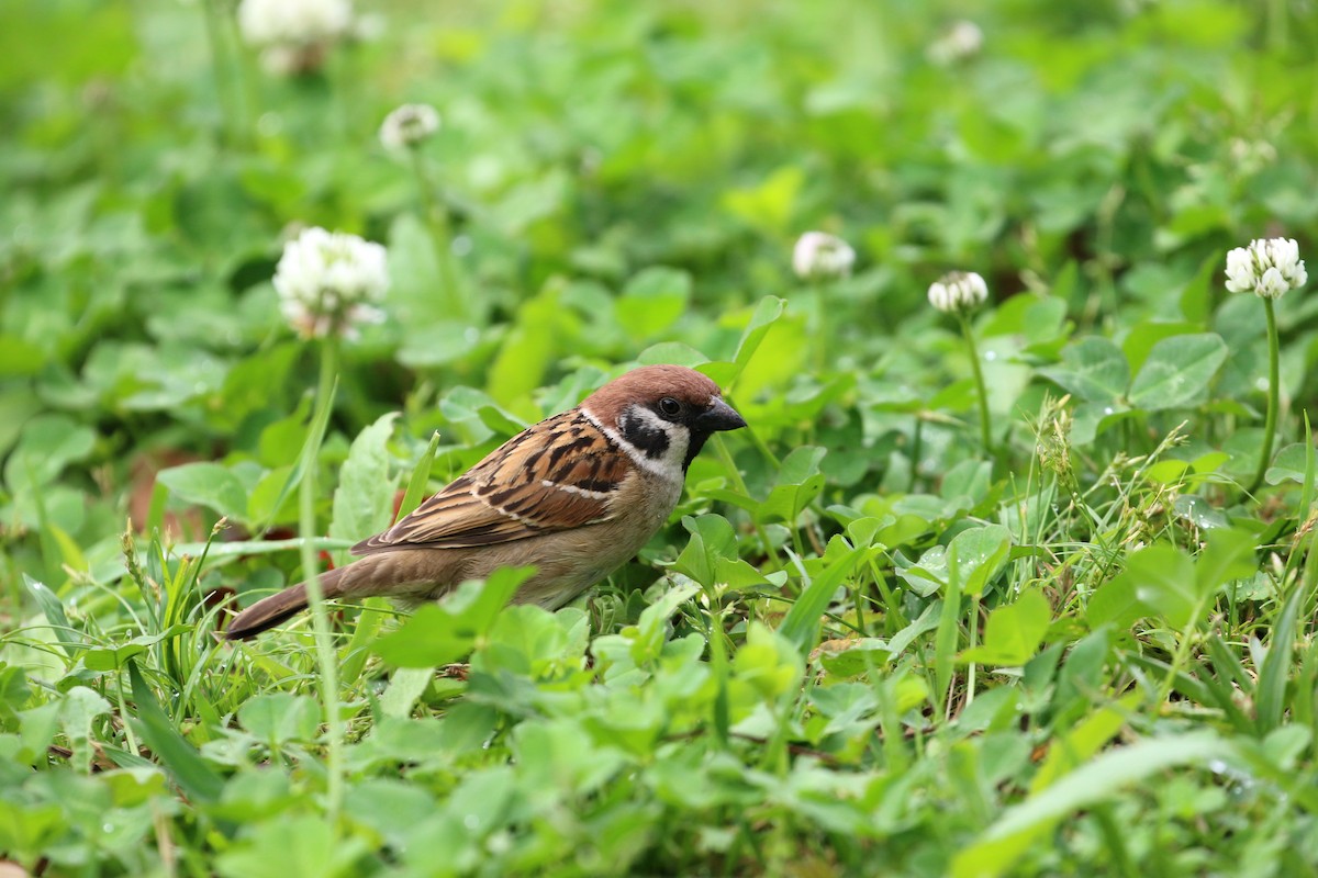 Eurasian Tree Sparrow - Atsushi Shimazaki