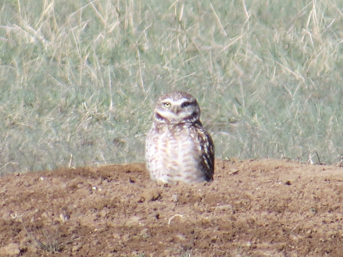 Burrowing Owl - ML188940601