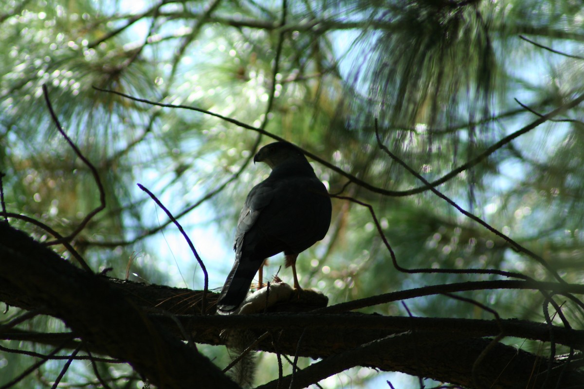 Accipiter sp. - ML188941231